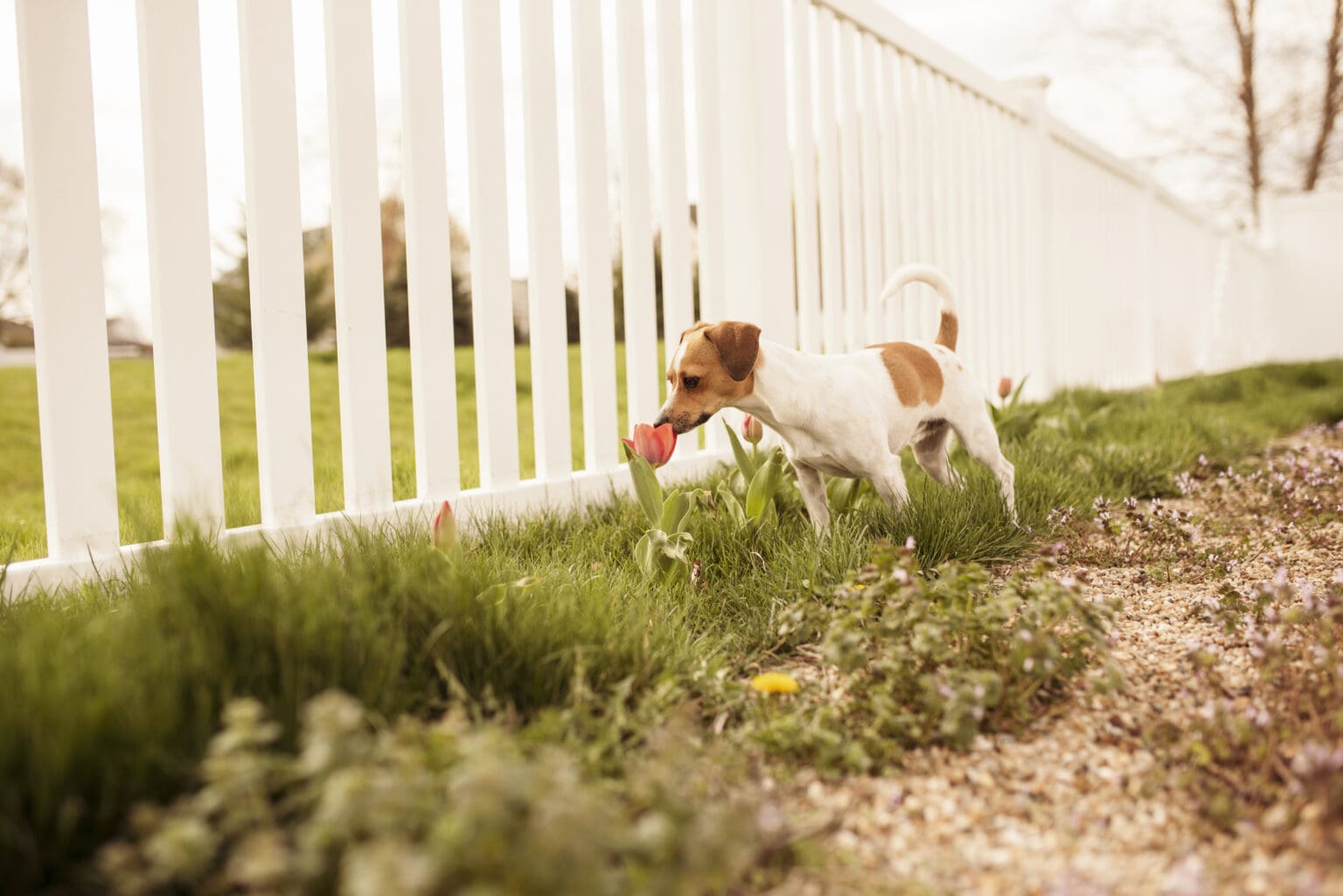 Dog Run Fencing - St. Charles Fence & Deck Company